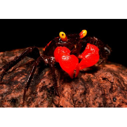 Крабик Red Devil - Geosesarma Hagen (Red Devil)-foto2