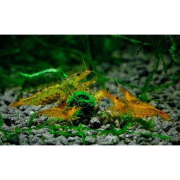 Креветка Тигровая Золотая/Оранж (Golden/Orange Tiger Shrimp)