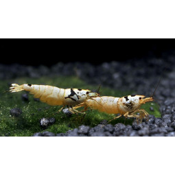 Креветка черный кристалл Мосура (Caridina Crystal Black Mosura)-foto2