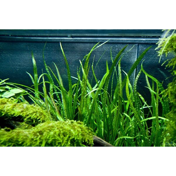 КРИПТОКОРИНА БАЛАНСЕ (Cryptocoryne balansa) КРИПТОКОРИНА БАЛАНСЕ (Cryptocoryne balansa)