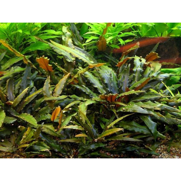 Криптокорина Вендта Коричневая (Cryptocoryne wendtii Brown)