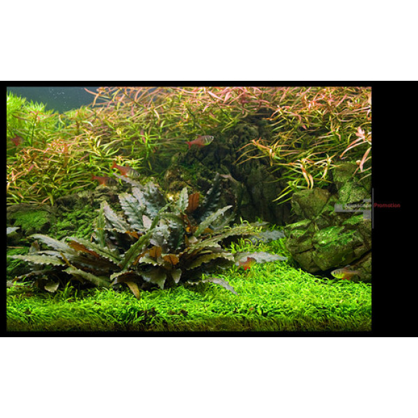 Криптокорина беккета петча (Cryptocoryne beckettii 'petchii') Криптокорина беккета петча (Cryptocoryne beckettii 'petchii')
