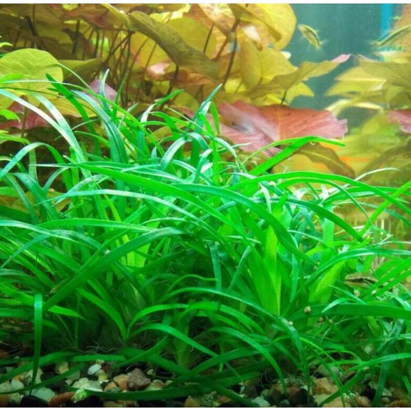 Эриокаулон Вьетнам Eriocaulon sp. Vietnam