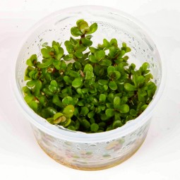 Ammania sp. "Bonsai" (Аммания "Бонсай") Меристемное аквариумное растение