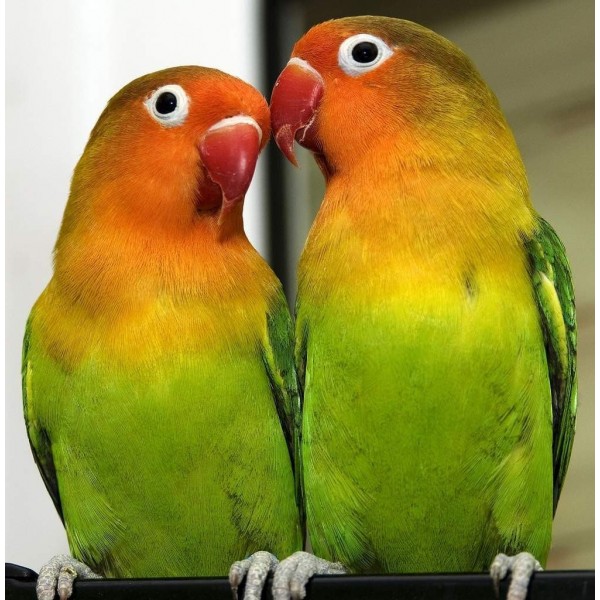 Попугай неразлучник, пара зеленого цвета в интернет зоомагазине guppi.ru